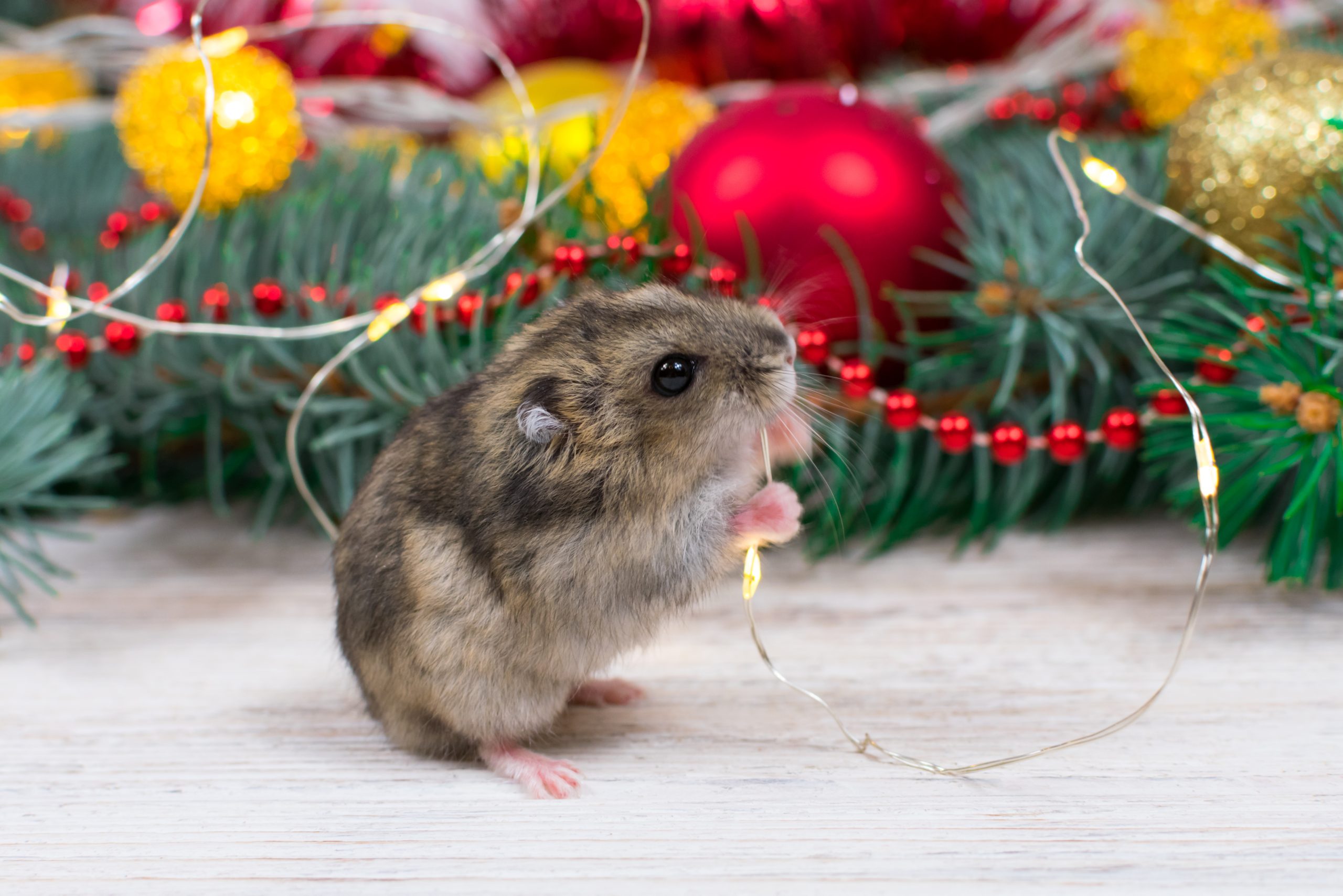 un contrat d'assurance pour les nouveaux animaux de compagnie