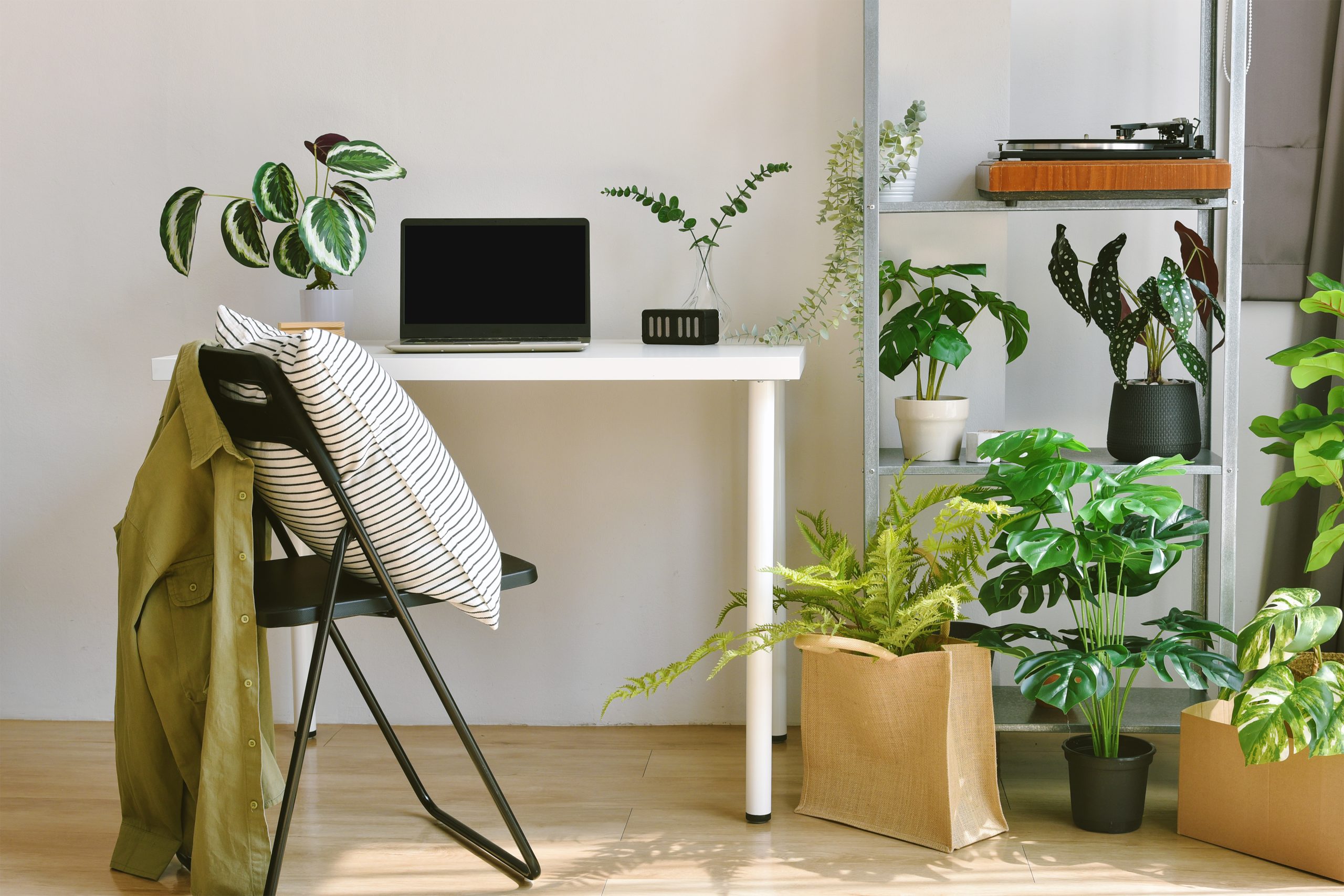Les meilleures plantes pour purifier l’air intérieur de votre maison